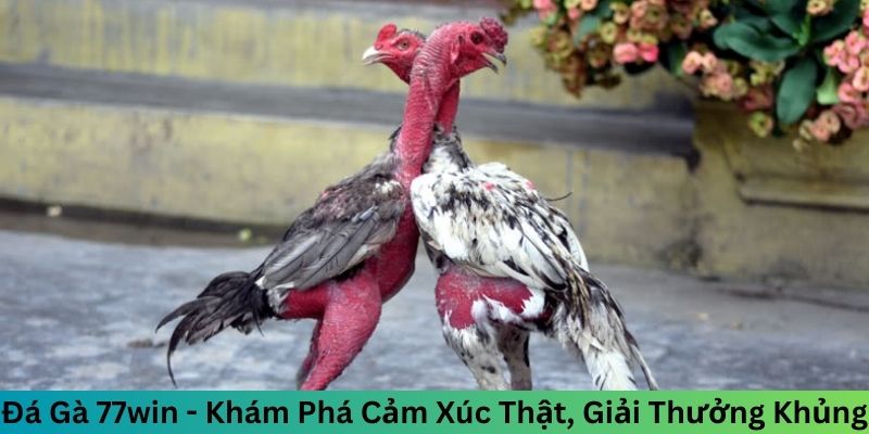 Đá Gà 77win - Đỉnh Cao Của Các Trận Chọi Kê Kịch Tính