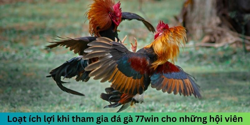 Loạt ích lợi khi tham gia đá gà 77win cho những hội viên