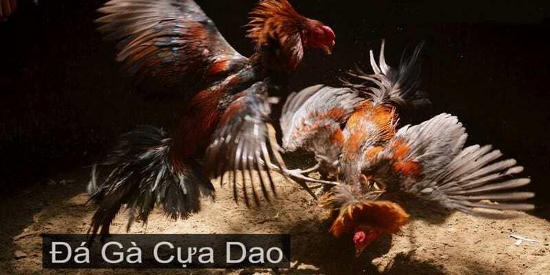 Đá Gà Cựa Dao & Luật Chơi Cho Cộng Đồng Sư Kê